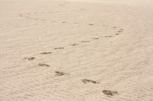 BT021111 Footprints in Sand