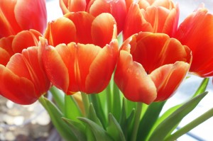 Best Tweets 041312 Tulips