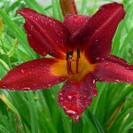 Best Tweets 060812 Tropical Lily